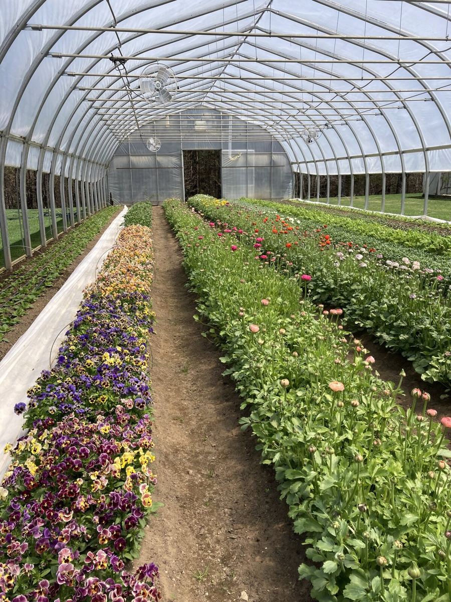 Rows of pansies and ranunculus growing in a long greenhouse