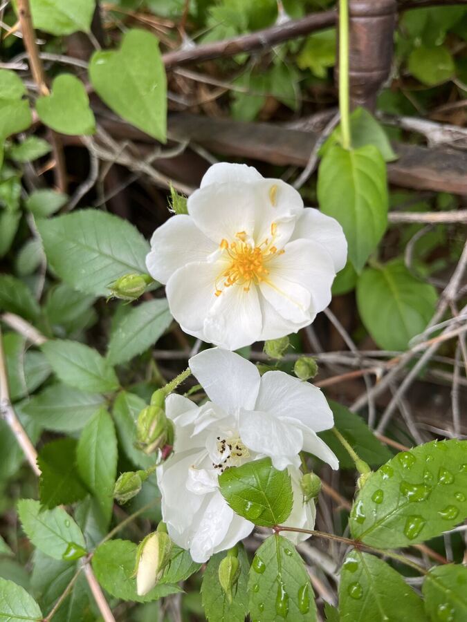 White wild roses among green leaves