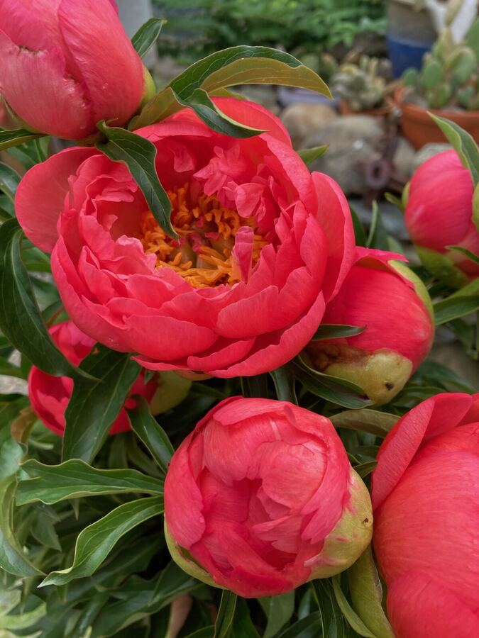 Red peonies in full bloom
