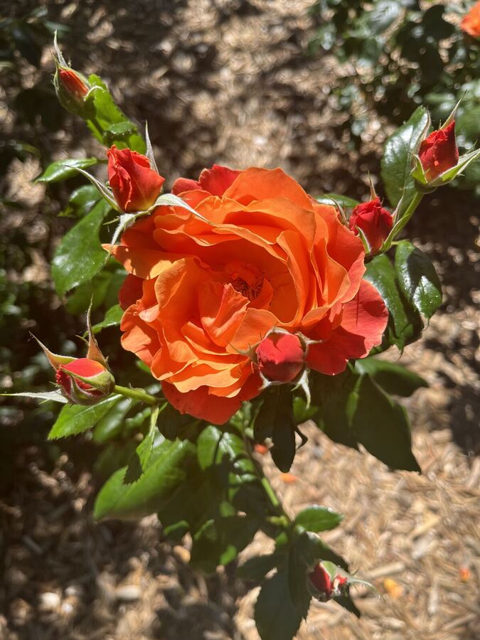 An orange rose in a garden